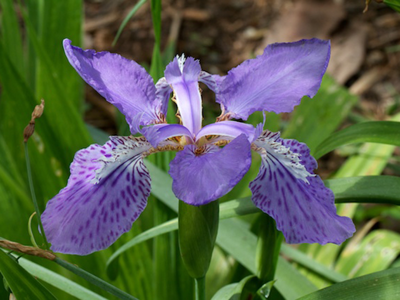  p>国花(英文名:the national flower,floral emblem):是代表国家 a