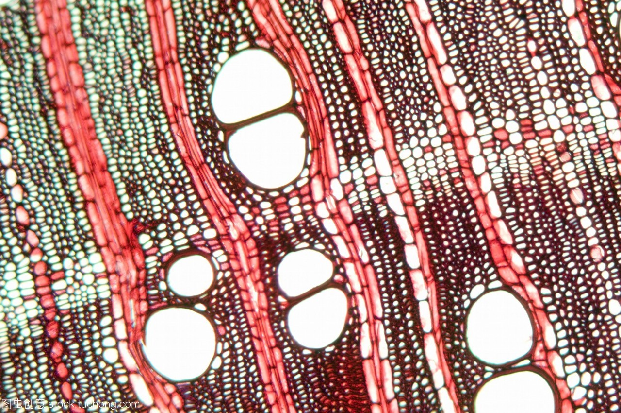 植物根系吸收的水分主要通过维管组织输导至茎和叶. /p>