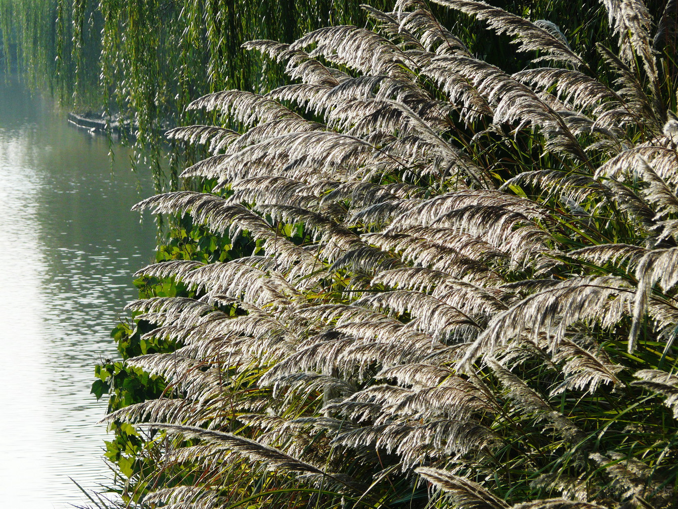  p>蒲苇属(学名:cortaderia stapf)是禾本科下一个属.