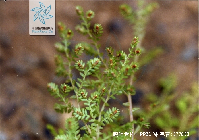 5-1毫米,根多分叉,被毛. /p>