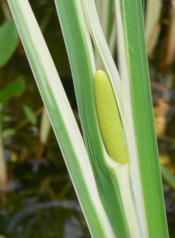 也叫做白菖蒲, a target="_blank" href="/item/藏菖蒲/5077321"