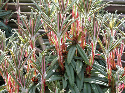  p data-id="gnwt2alcr3">芒刺杜鹃( i>rhododendron strigillosum /i