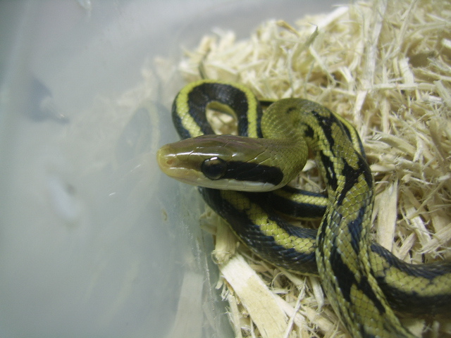  p>黑眉锦蛇(拉丁名:elaphe taeniura)是大型无毒蛇,全长可达2米左右.