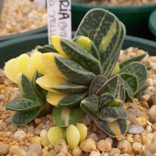 子宝锦 百度百科