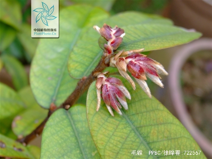  p>毛锥(学名: i>castanopsis fordii /i> hance)是壳斗科,锥属 a