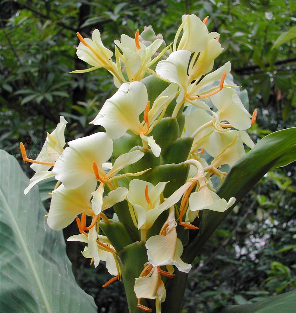  p data-id="gnarpg1wfs">峨眉姜花( i>hedychi