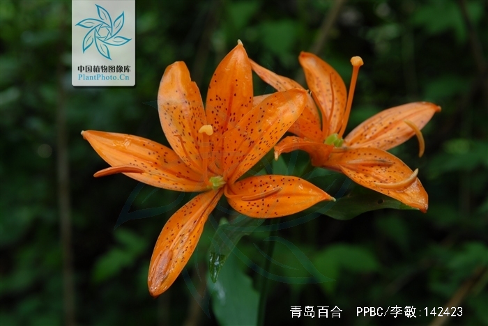  p>青岛百合(学名: i>lilium tsingtauense /i>)又名 a target="
