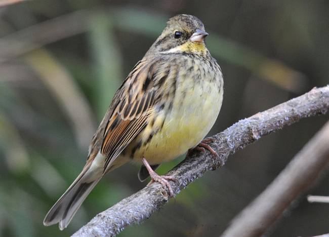 灰头鹀日本亚种