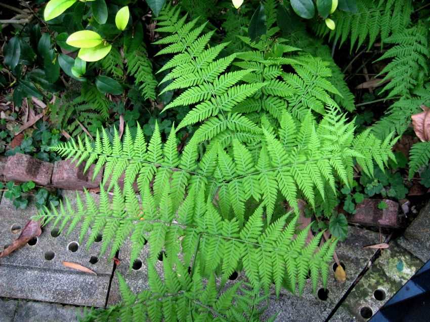  p>金星蕨科( a target="_blank" href="/item/学名/8074290" data