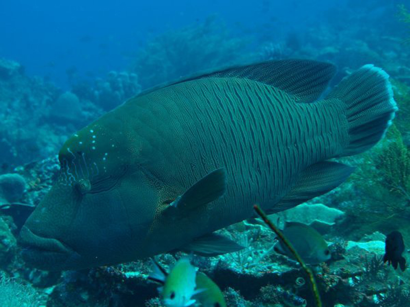  p>波纹唇鱼(学名: i>cheilinus undulatus /i>):体延长而呈长卵圆形