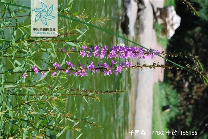 粗壮;叶披针形或宽披针形,无柄;花序簇生,呈聚伞状,花梗及花序梗甚短