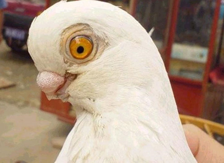  p>白毛脚鸽也称 a href="#" data-lemmaid="11184818">毛脚白 /a>,为