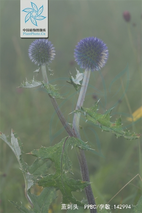  p>蓝刺头(学名: i>echinops sphaerocephalus /i> l.