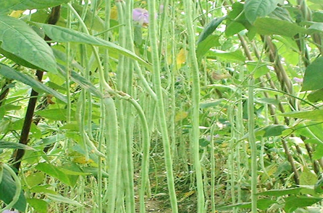  p> a href="#" data-lemmaid="7328367">长叶豇豆 /a>(学名: vigna