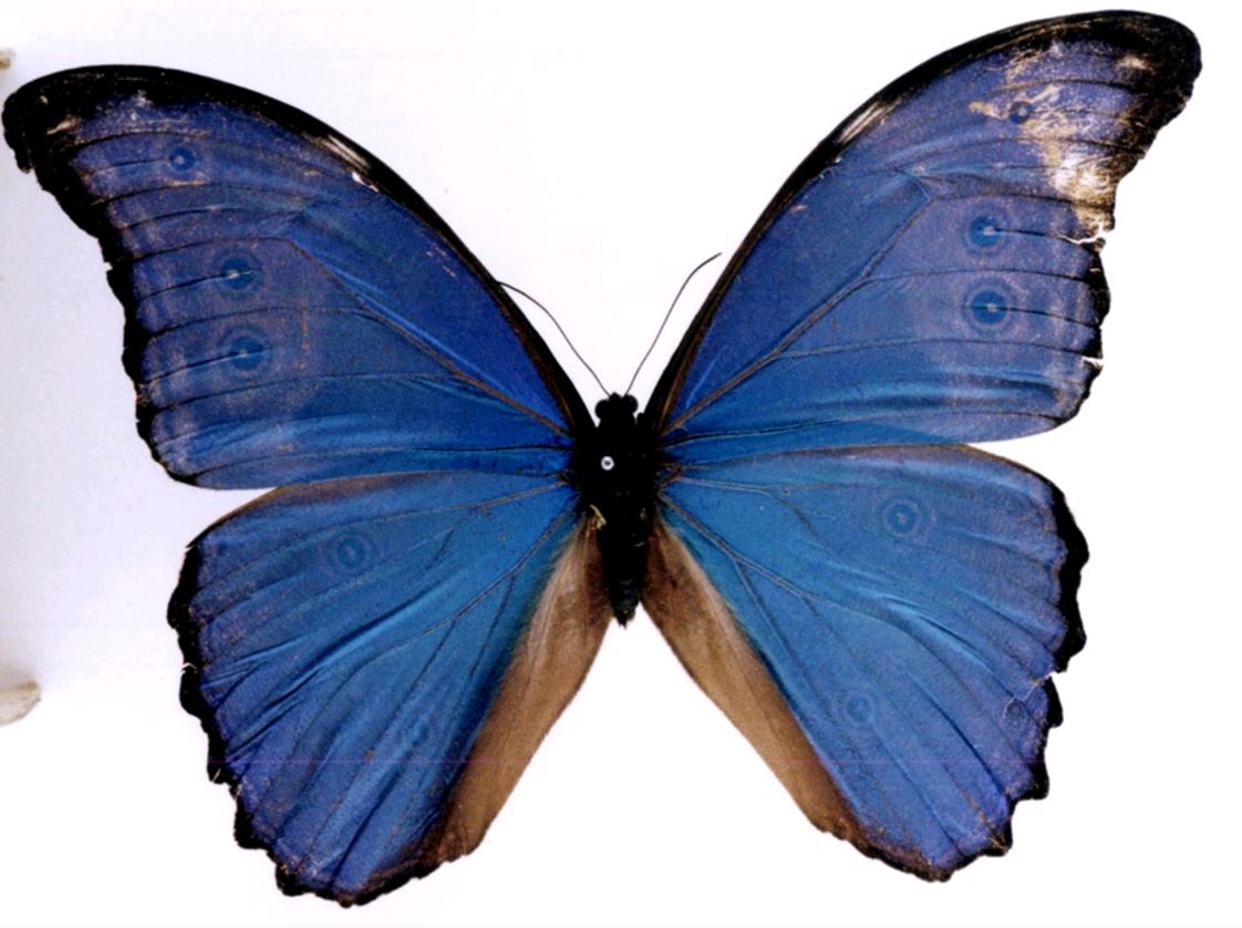 blue morpho butterfly