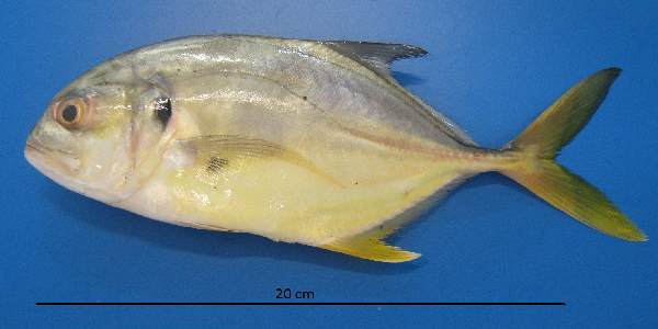  p>马鲹(学名: i>caranx hippos /i>)是鲹科,鲹属鱼类.