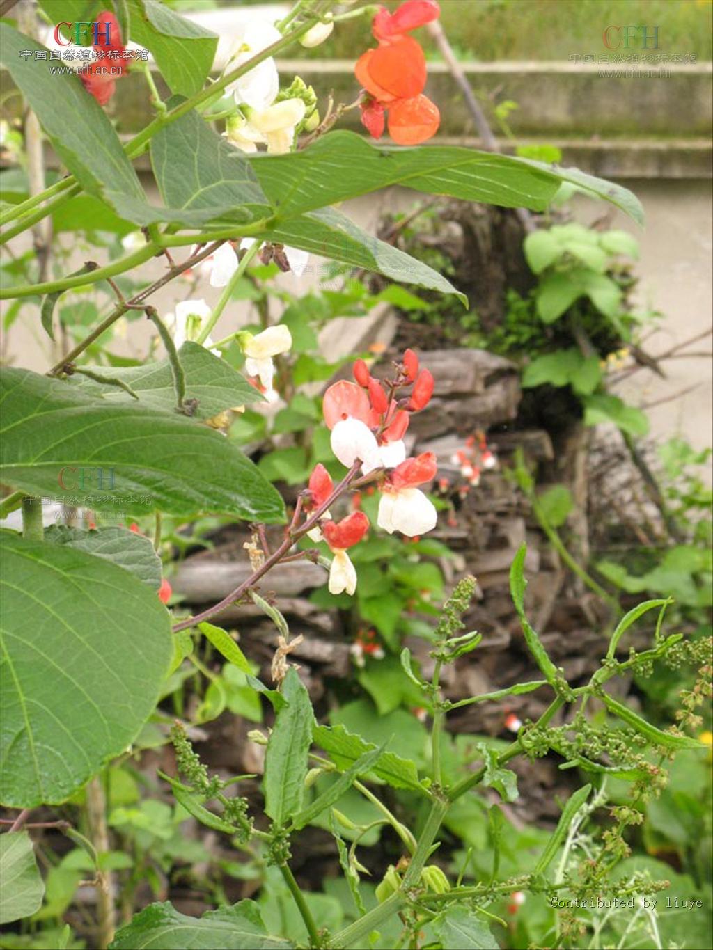  p>荷包豆(学名: i>phaseolus coccineus /i> linn.