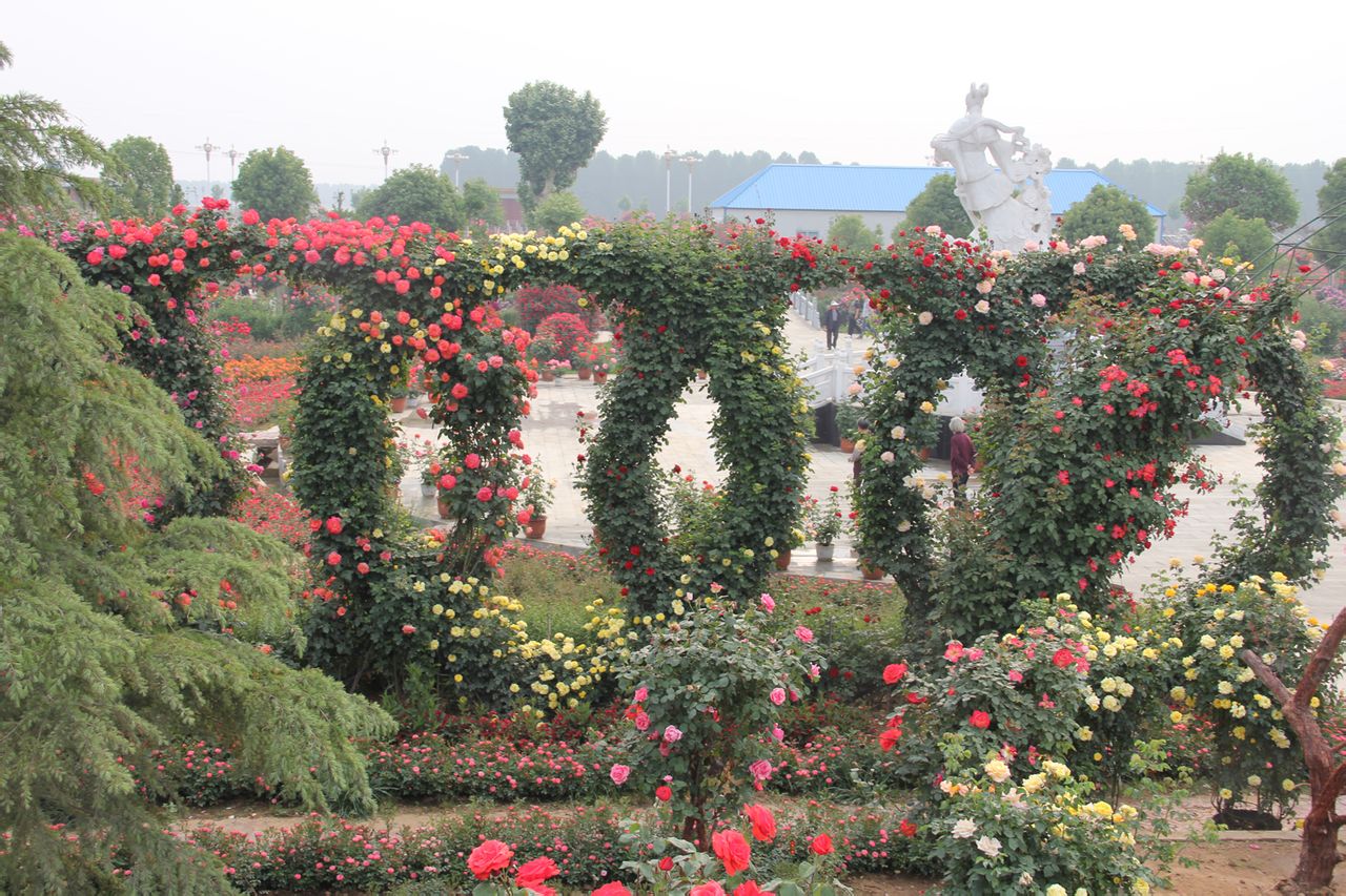 南阳月季博览园