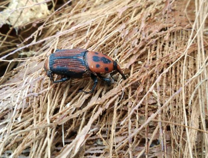 ksvqir">红棕象甲(学名: i>rhynchophorus ferrugineus /i>)是竹象科