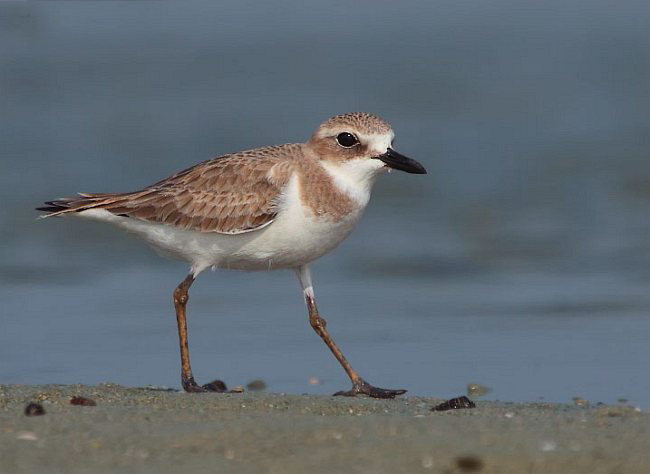  p>铁嘴沙鸻(学名: i>charadrius leschenaultii /i>)鸻科鸻属鸟类,属
