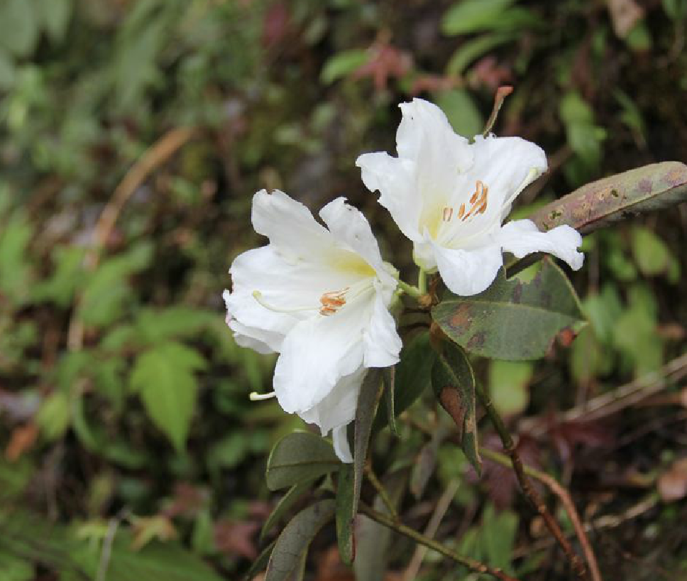 kiangsiense /i> fang)是杜鹃花科,杜鹃属灌木,高可达1米;茎皮灰色,幼