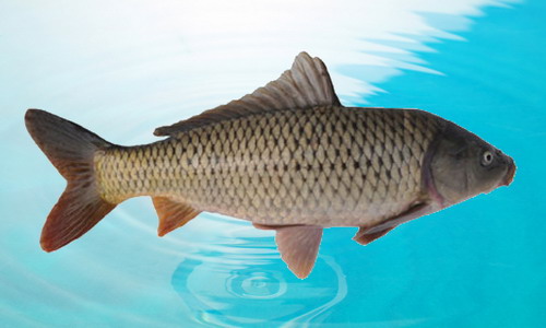  p>云南鲤,学名: i>cyprinus yunnanensis  /i>(t. l.