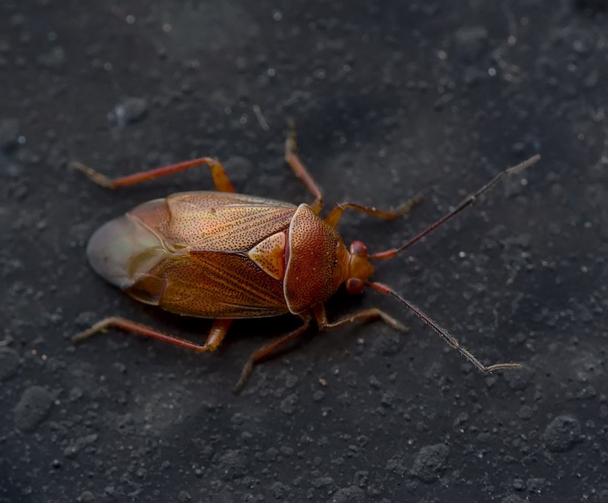  p>半翅目,异蝽科.