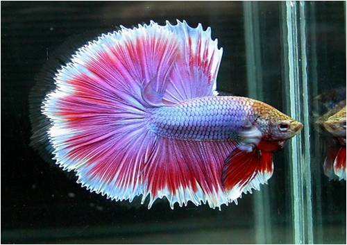  p>五彩搏鱼, i>betta splendens  /i>(regan, 1910),别名泰国斗鱼,原