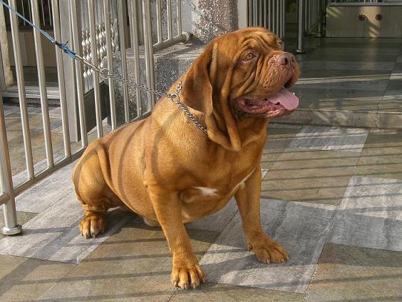  p> a href="#">马士提夫 /a>犬的 a href="#">英文 /a>名为:mastiff.