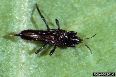  p data-id="gnwjrjk3c7">过渐变态 是昆虫学中的一个学术词,是 a