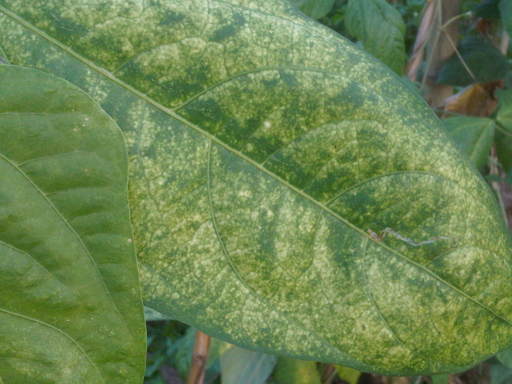 大豆褐斑病(斑枯病)