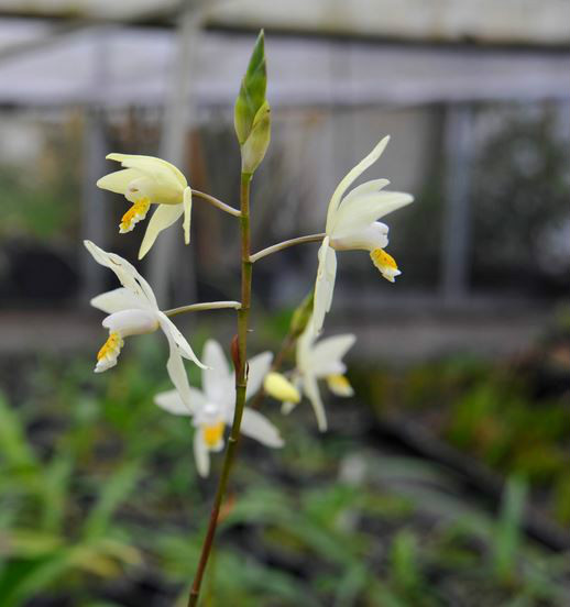  p>黄花白及(学名: i>bletilla ochracea /i>  schltr.