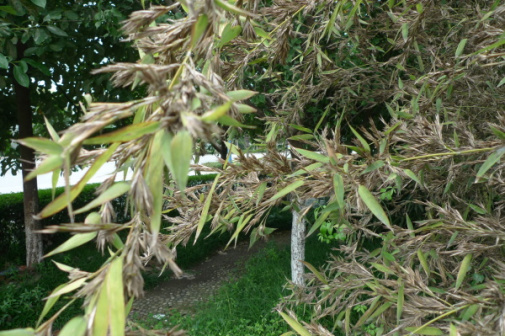 竹子开花_百度百科