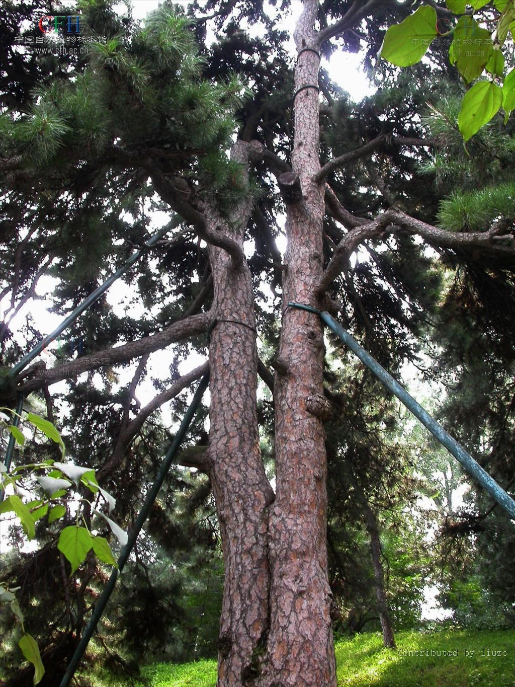  p>油松(学名: i>pinus tabuliformis /i> carr.