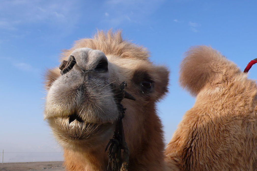 骆驼毛 全网资源