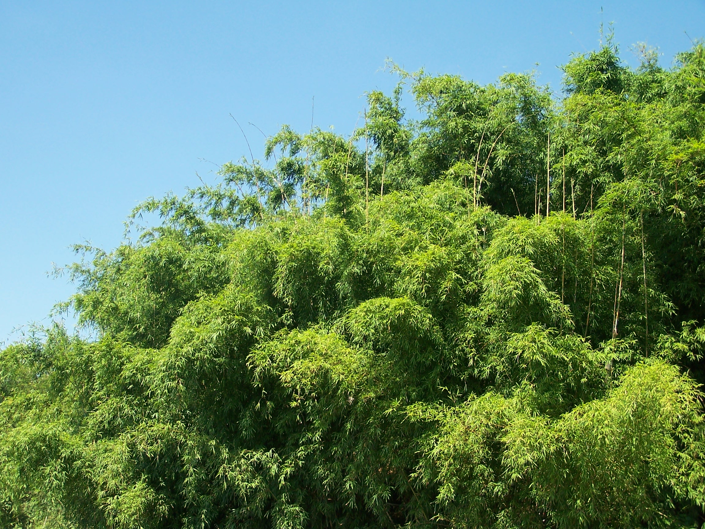  p>竹海,由漫无边际的竹林组成,四周青山环抱,湖水常年清澈如镜,水在