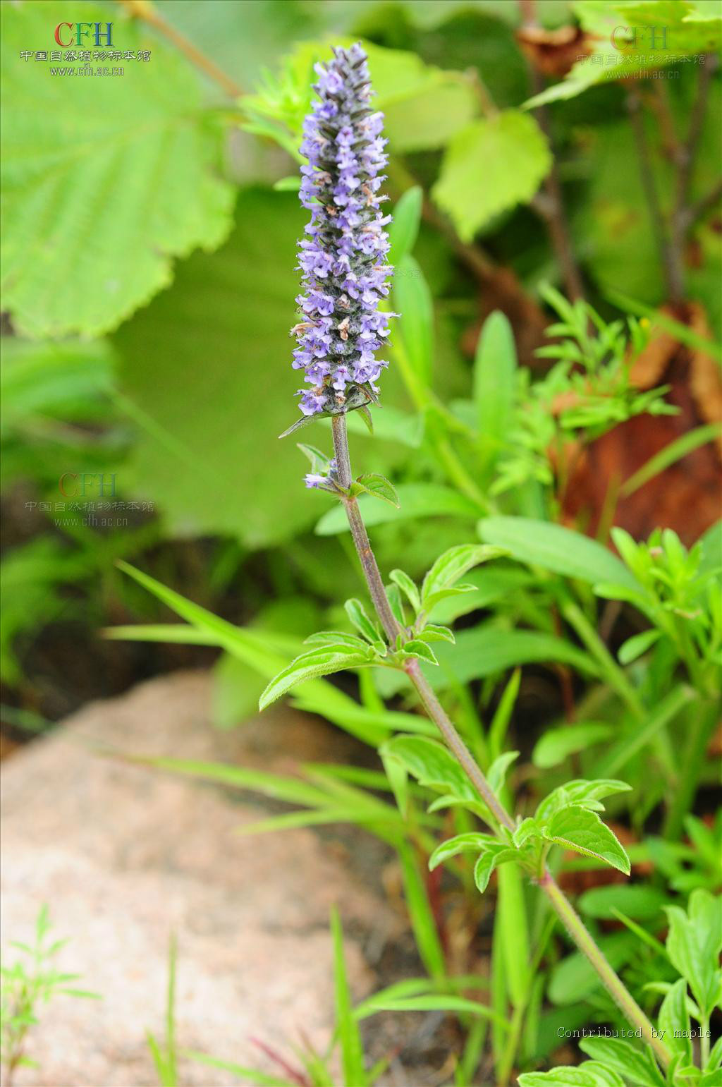  p>裂叶荆芥属( a target="_blank" href="/item/学名/8074290" data