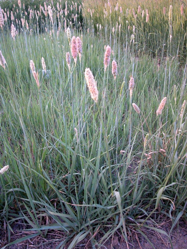  p>看麦娘属学名为 alopecurus,根据植物学大辞典的解释,希腊字