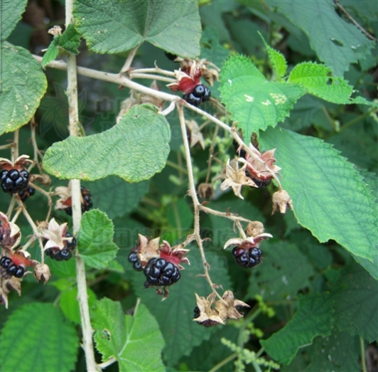 柔毛梨叶悬钩子