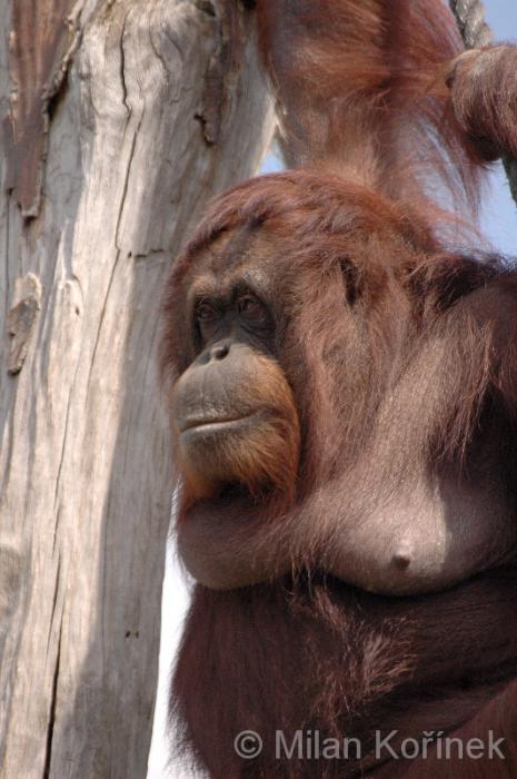  p>婆罗洲猩猩(学名: i>pongo pygmaeus /i>):在灵长类动物中,体型