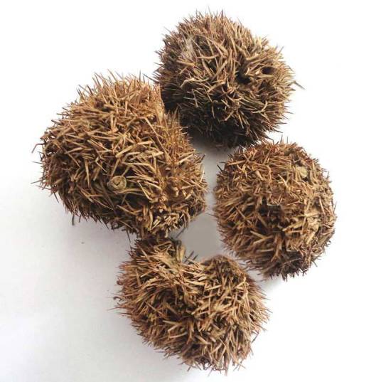 风栗壳_百度百科