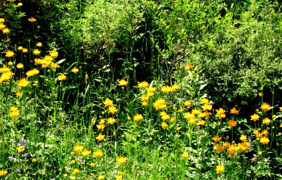  p>水金莲花,别名: a href="#" data-lemmaid="22953">金莲花 /a>