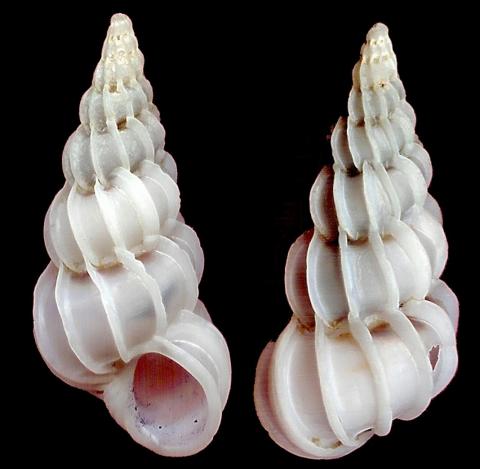  p>棕色海蛳螺(学名:epitonium lamellosum)雌雄异体.