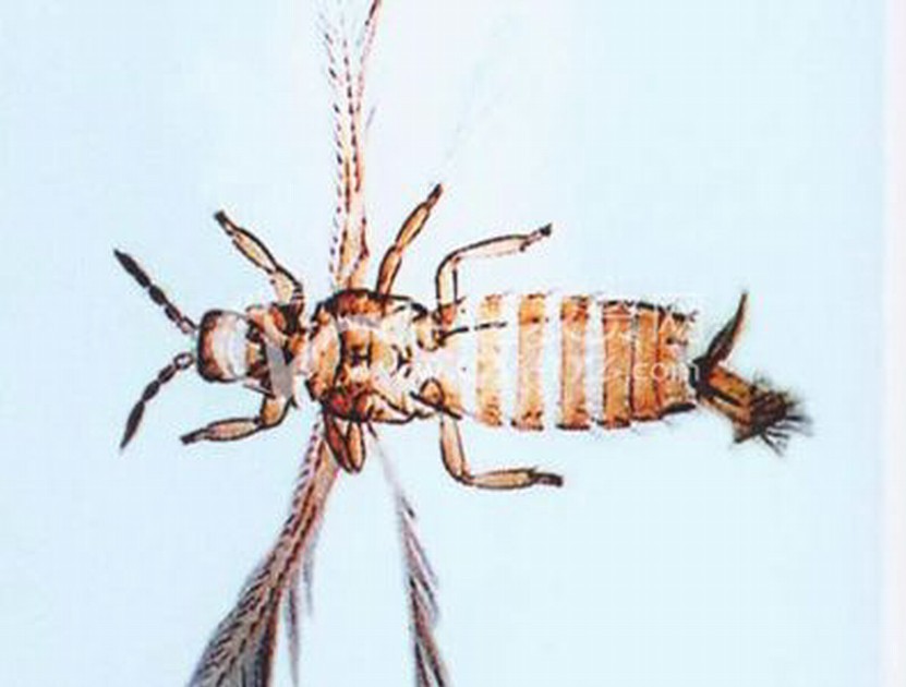  p>昆虫名,为缨翅目,蓟马科.