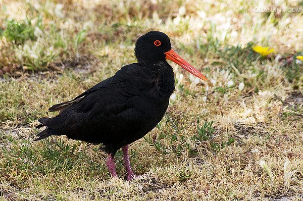 (拉丁名: i>haematopus ostralegus /i>)是中型涉禽,体羽以纯黑色或黑