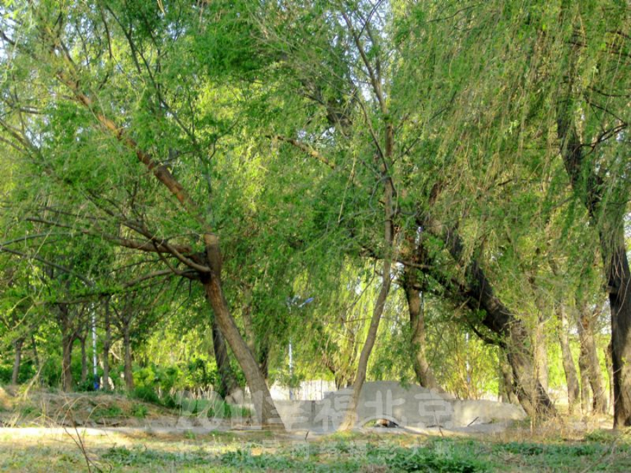  p data-id="gnwymj59ps">杜仲公园位于首都北京长安街东延长线,京通