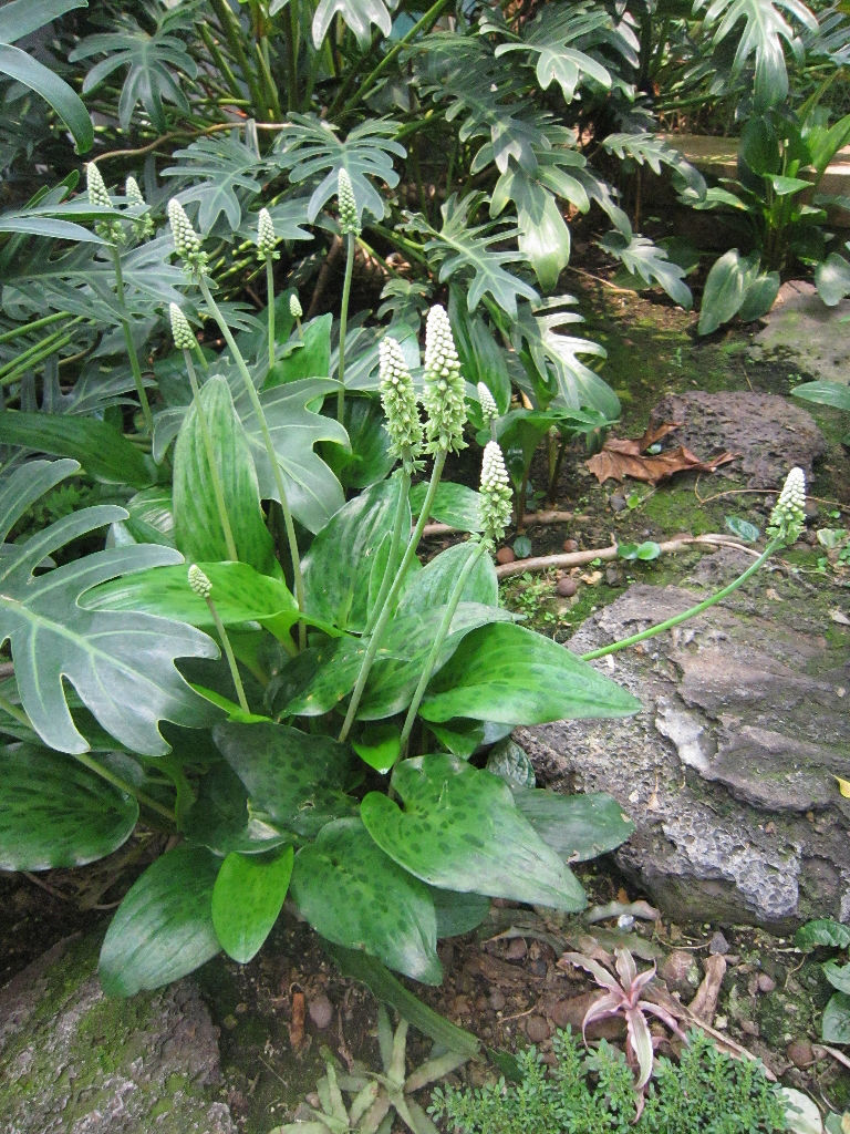  p>油点百合属于百合科的 a target="_blank" href="/item/多年生草本