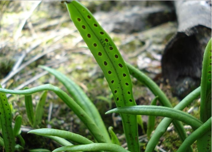  p> b>扭瓦韦 /b>(学名: i> b>lepisorus contortus /b> /i>)为水龙