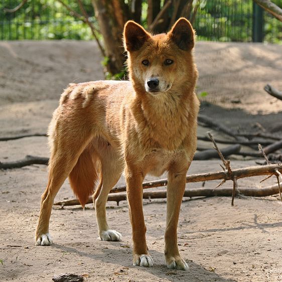  p>澳洲野犬(学名: i>canis lupus dingo /i>):是哺乳纲,犬科的 a
