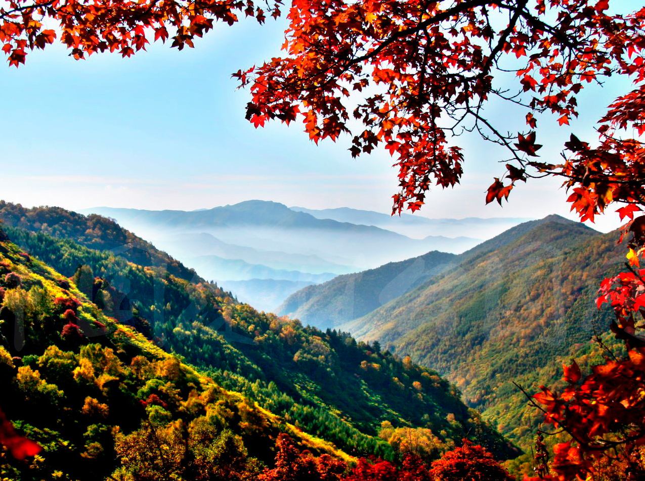 茅荆坝森林公园